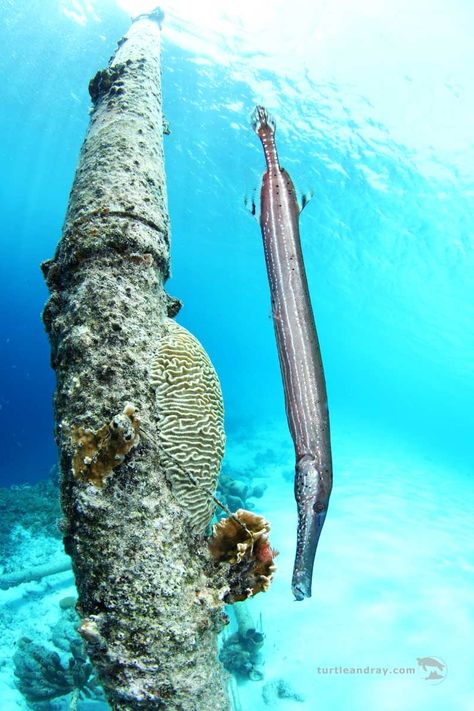 Trumpet Fish, Deep Ocean Fish, Tropical Fish Photography, Tropical Fish Aesthetic, Shark Cage, Strange Fish Ocean Creatures, Blue Phantom Pleco, Underwater Art, Marine Fish