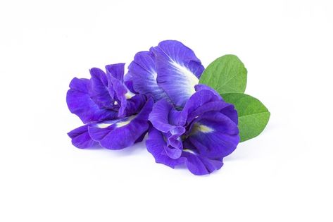 Happy Birthday Flowers Wishes, Butterfly Pea Flower, Butterfly Pea, Pea Flower, Birthday Flowers, Blue Butterfly, Flower Images, Vector Photo, Image Collection