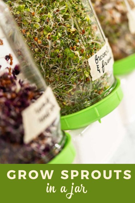 How to Grow Sprouts in a Jar Sprouts In A Jar, How To Make Sprouts, How To Grow Sprouts, Grow Sprouts, Garden Train, Seed Sprouter, Cilantro Seeds, Growing Sprouts, Alfalfa Sprouts