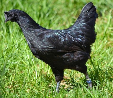 ayam-cemani-3 Cemani Chicken, Rare Chicken Breeds, Black Australorp, Ayam Cemani, Melanistic Animals, Breeds Of Chickens, Black Chicken, Biggest Chicken, Black Chickens