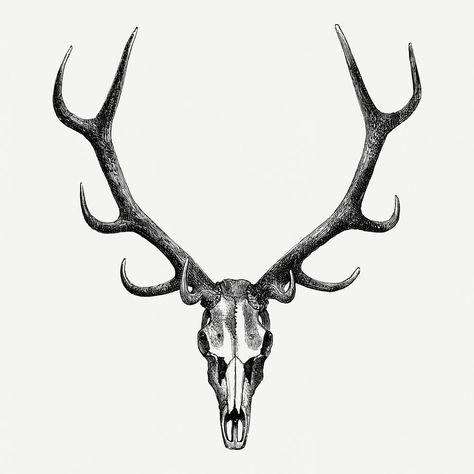 Elk Skull Tattoo Design, Skull Antler Tattoo, Stag Skull Tattoo Design, Dear Skull Drawing, Stag Skull Drawing, Elk Head Tattoo, Dear Head Tattoo, Deer Skull Tattoo Design, Deer Skull Tattoo For Men