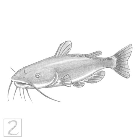 Catfish drawing in graphite pencil How To Draw A Bass Fish Step By Step, Catfish Drawing Sketch, Catfish Sketch, Catfish Drawing, Catfish Coloring Page, Red Tail Catfish, Bass Fish Drawing Outline, Catfish Art, Catfish Tattoo