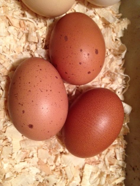 2 Welsummer (Dark brown egg layers) Welsummer Eggs, Wellsummer Chicken Egg, Welsummer Chicken Egg, Lavender Orpington Chickens Eggs, Black Copper Maran Eggs, Farm Fresh Eggs For Sale, Brown Egg, Duck Breeds, Chicken Poop