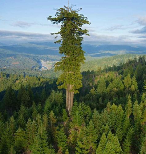 Hyperion, the world's tallest living tree.Hyperion is the name of a coast redwood (Sequoia sempervirens) in California that was measured at 115.92 m (380.3 ft), which ranks it as the world's tallest known living tree. Sequoia Sempervirens, General Sherman, Coast Redwood, Redwood Trees, Socotra, Big Trees, Redwood National Park, Giant Tree, Redwood Tree