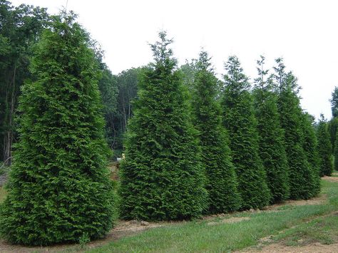 Green Giant Arborvitae Green Giant Tree, Green Giant Arborvitae, Giant Arborvitae, Thuja Green Giant, Thuja Plicata, Emerald Green Arborvitae, Large Backyard Landscaping, Fast Growing Evergreens, Arborvitae Tree