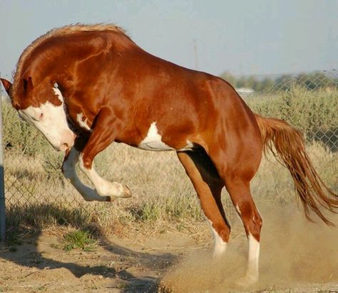 Gorgeous Wild Rompin' Chestnut Paint Mustang. Majestic Horses, Gorgeous Horses, Pinto Horse, Rodeo Horses, Mustang Horse, Appaloosa Horses, Chestnut Horse, Dressage Horses, Horse World