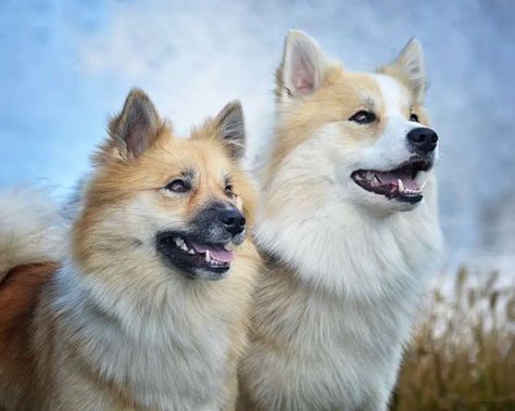 Icelandic Sheepdog, Dream Mansion, Thick Coat, Types Of Dogs, Dog Breed, Iceland, Mansion, Dog Breeds, Hunting