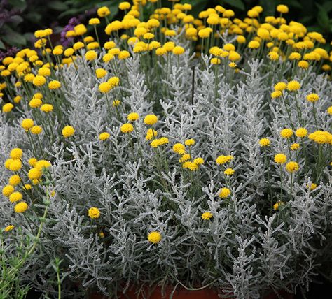 cotton lavender Front Flower Beds, Gravel Garden, Garden Shrubs, Lavender Plant, Evergreen Shrubs, Garden Borders, Garden Care, Garden Trees, Planting Herbs