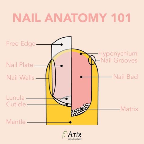 Nail Tech School, Natural Nail Care, Tech School, Nail Bed, Nail Plate, Some Questions, The Matrix, Cosmetology, Nail Tech