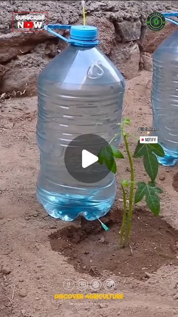 Discover Agriculture on Instagram: "Transform your gardening game with this clever DIY drip irrigation system! Using just a syringe needle and water can, you can efficiently water your small garden or farm. Save time and resources while ensuring your plants get the hydration they need.   It's a simple yet effective solution for more controlled watering, even in small spaces. Try it out today and see the difference it makes in plant growth and maintenance.  #dripirrigation #drip #dripirrigationsystem #farming #agriculture #irrigationsystem #irrigation #irrigationinnovation #irrigationtechnology #techlology" Diy Irrigation System Simple, Drip Irrigation System Design, Diy Drip Irrigation System, Irrigation System Diy, Irrigation Diy, Drip Irrigation Diy, Plant Watering System, Garden Watering System, Drip Irrigation Kit