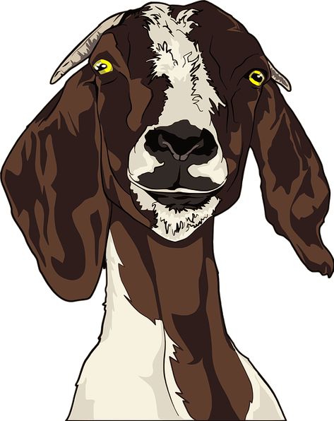 Animal Boer Goat - Free vector graphic on Pixabay Goat Picture, Goat Milking, Female Goat, Goat Head, Goat Art, Goat Kidding, Boer Goats, Cute Goats, Drawing Heads