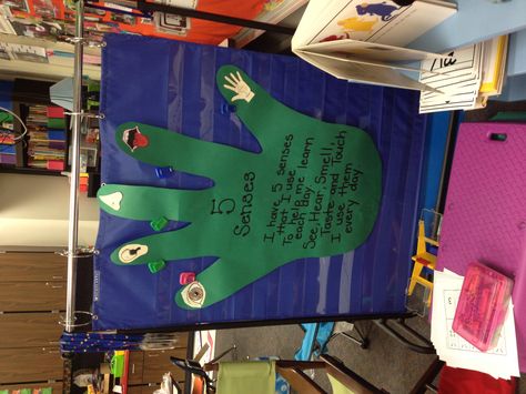 The 5 senses song! - but what is the tune? 5 Senses Bulletin Board Preschool, Five Senses Bulletin Board, Five Senses Anchor Chart Preschool, Five Senses Seeing Activities, Life In Five Senses Book, Books About The Five Senses For Preschool, Glad Strategies, Thematic Teaching, The 5 Senses