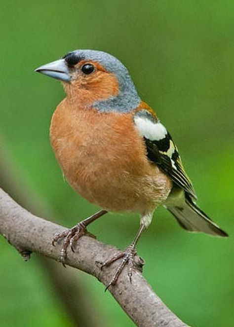 (20+) Facebook Chaffinch, World Birds, British Garden, Animal Print Wallpaper, Garden Birds, Finches, Funny Birds, Backyard Birds, Bird Pictures