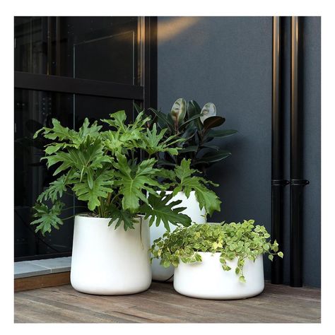 White Pots, Potted Plants Outdoor, Est Living, Outdoor Pots, In The Corner, Outdoor Entertaining Area, Community Gardening, Local Design, Plant Design