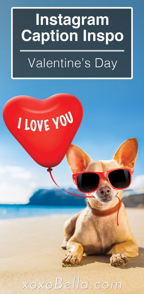 image of a dog at the each wearing sunglasses while holding a heart shaped ballon in his mouth Big Heart Quotes, Valentine's Quotes, Dog Instagram Captions, Clever Valentines, Pets Photography, Valentines Puns, Valentines Memes, Puppy Valentines, Valentines For Daughter