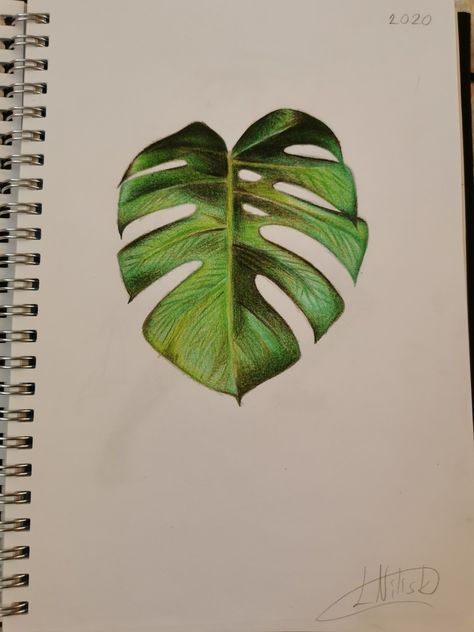 Realistic pencil drawing Leaf Colored Pencil Drawing, Easy Realistic Drawings Color, Realistic Leaf Drawing, Hawaiian Flower Drawing, Easy Realistic Drawings, Hawaiian Leaves, Colored Pencil Art Projects, Plant Sketches, Reference Ideas