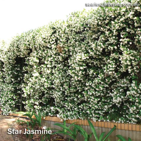 Privacy Screening Plants, Fence Screening Plants, Star Jasmine Hedge, Jasmine Privacy Screen, Star Jasmine Privacy Screen, Plant Screening Ideas Outdoor, Hedge Plants Landscaping Ideas, Star Jasmine Fence, Privacy Hedges Fast Growing