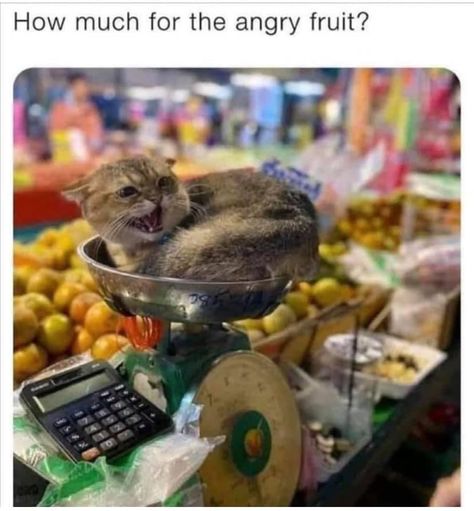 Fruit Cat, Kitten Treats, Bodega Cat, Ninja Cats, Cat Store, Kitten Care, Memes Of The Day, Cat Meme, Baby Kittens