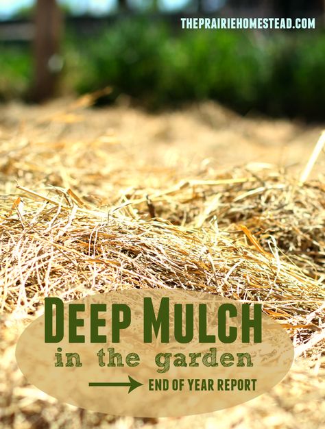 I’ve fallen in love with gardening all over again. As many of you know, 2014 was the first year I ventured into the world of deep mulch gardening. Considering it’s October, I figured it was time to take final inventory of my experience and type out my thoughts and revelations (mostly because I know I’ll … Mulch Garden, The Prairie Homestead, Prairie Homestead, Types Of Mulch, Organic Gardening Tips, Easy Garden, Veggie Garden, Growing Food, Mulch