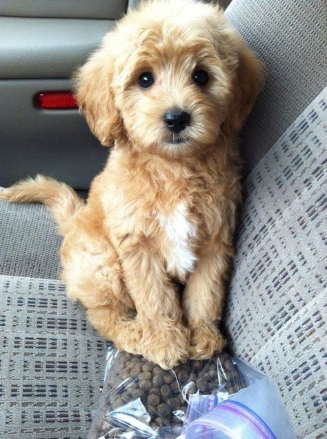 Can I PLEASE have some of this kibble now? Pretty please! With a chew toy on top? Goldendoodle Miniature, Söt Katt, Toyama, Airedale Terrier, Blue Heeler, Labradoodle, Goldendoodle, Small Dog, 귀여운 동물