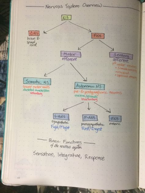 Notes On Nervous System, Bio Psychology, Nervous System Notes, Nervous System Diagram, Endocrine System Hormones, Nursing School Quotes, Endocrine System Nursing, Equine Vet, Medical Study