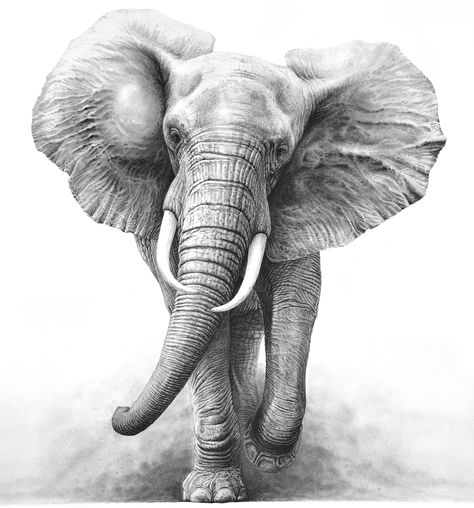 Wildlife Artist Gary Hodges drawings of elephants Elephant Sketch, Regnul Animal, Elephant Tattoo Design, Elephant Drawing, Elephant Wall Art, Elephant Tattoo, White Drawing, Elephant Painting, Elephant Tattoos