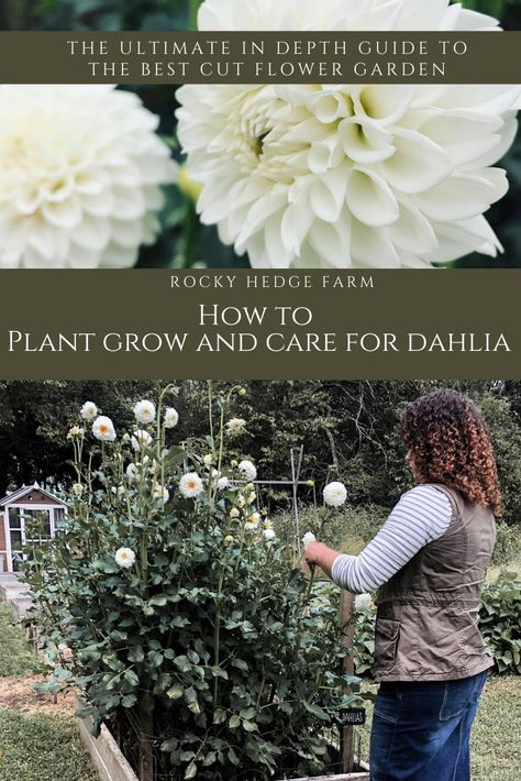 Learn to grow your own dahlias in this step-by-step guide. Dahlias make excellent cut flowers for bouquets and arrangements. Learn to grow and care for dahlias in your own garden in this step by step guide for beginners. Dahlia make excellent cut flowers for bouquets and arrangements and and are very easy to grow! Come get all my tips and tricks growing the best dahlias. #dahliaseason #growflowers #cutflowers @rockyhedgefarm data-pin-url= Dahlia Tubers, Growing Dahlias, Easy Plants To Grow, Homestead Gardens, Garden Bulbs, Cut Flower Garden, Easy Plants, Dahlia Flower, Garden Tips