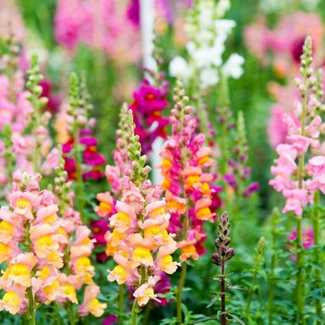 how to grow snapdragon flowers Deer Resistant Flowers, Snapdragon Flowers, Deer Resistant Plants, Sun Perennials, Seed Pack, Annual Flowers, Flower Spike, Most Beautiful Flowers, Organic Seeds