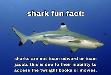 Shark Fun Facts, Shark Board, Silly Sharks, Twilight Books, Shark Stuff, Shark Facts, Shark Pictures, Team Jacob, Team Edward