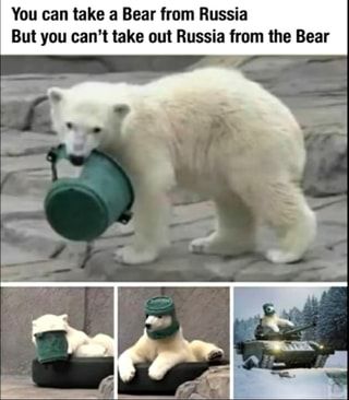 You can take a Bear from Russia But you can't take out Russia from the Bear – popular memes on the site ifunny.co Funny Usernames, Russian Memes, Funny Animal Jokes, 웃긴 사진, Funny Animal Memes, Instagram Funny, Animal Jokes, Really Funny Memes, 귀여운 동물