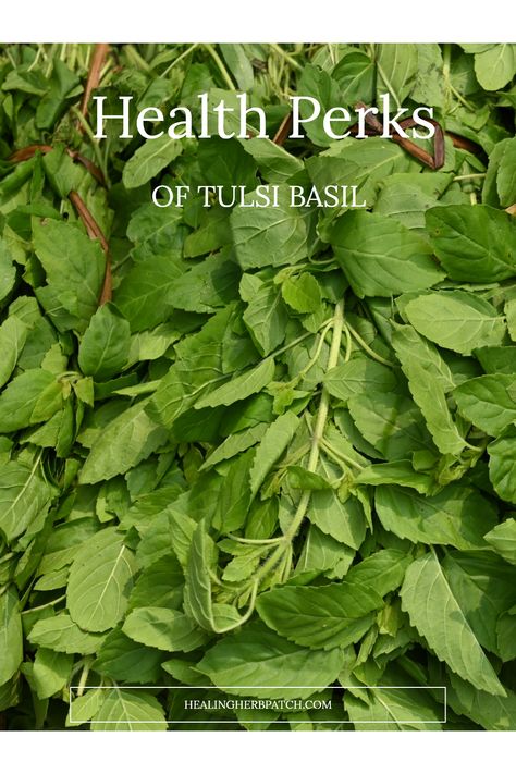 Did you know that Tulsi, or Holy Basil, holds myriad health benefits that you can easily incorporate into your daily life? This amazing herb is renowned for reducing stress, boosting the immune system, and adding a delightful flavor to your dishes. Aside from enhancing your culinary creations, Tulsi's extraordinary properties help with digestion, fighting infections, and supporting overall well-being. Learn how to harness the power of Tulsi and enjoy its wholesome goodness for a healthier lifestyle that fits right into your meals or wellness routine. Tulsi Benefits Health, Tulsi Benefits, Tulsi Basil, Holy Basil Tea, Help With Digestion, Ocimum Tenuiflorum, Basil Tea, Tulsi Tea, Tulsi Plant