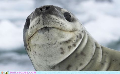 Leopard seal approves.  Seal of approval.  Get it.  HAHA Leopard Seal Photography, Sea Puppies, Seal Photo, Leopard Seal, Nature Picture, Animal Study, A Seal, Animal Species, Marine Mammals