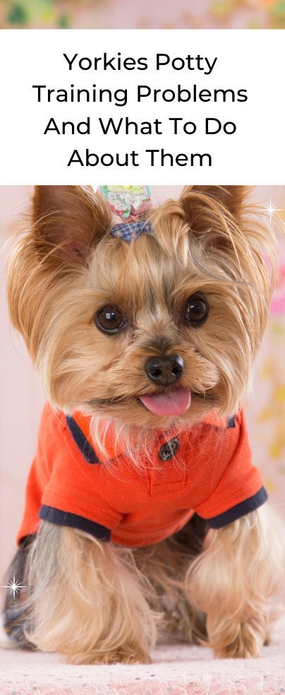 If you’ve just got your Yorkshire terrier you may be wondering about the common Yorkies potty training problems and what to do about them. That’s quite understandable. People often hit a wall with Yorkies because they’ve failed to consider that these dogs need quite a bit of training. Yorkies are often too adorable for their own good – they attract a lot of owners but the latter find themselves unprepared for training such a strong-willed terrier. Yorkie Potty Training, Yorkie Training, Yorkshire Terrier Funny, Potty Training Boys, Dog Kisses, Yorkie Terrier, Dog Potty Training, Bichon Frise Dogs, Teacup Yorkie