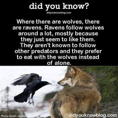 Dragon Therian, Wolf Ranks, Wolf Facts, Facts About Wolves, Spiritual Animals, Mystery Story, Raven And Wolf, Wolf Quotes, A Crow