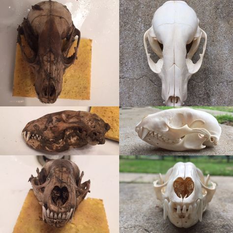 Skull Decor Diy, Taxidermy Diy, Chicken Coop Designs Diy, Carved Skulls, Deer Skull Art, Borax Crystals, Cow Skull Decor, European Mount, Antler Crafts