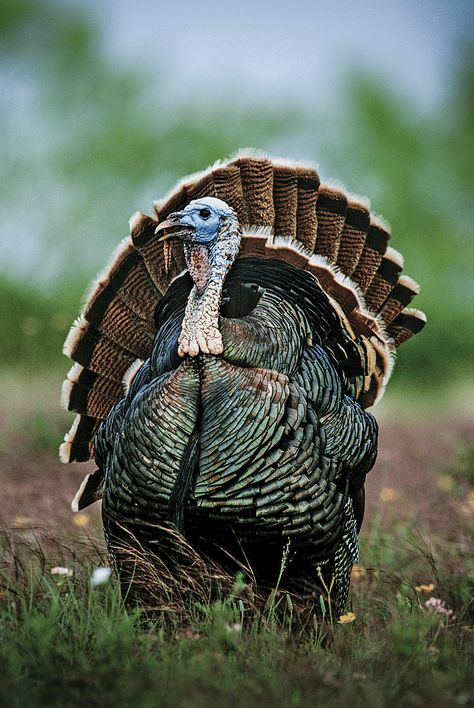 Turkeys By the Hour: 5 Strategies for Hunting Gobblers Throughout the Day Ocellated Turkey, Aesthetic Bird, Wild Turkey Recipes, Turkey Bird, Turkey Images, Deer Hunting Tips, Quail Hunting, Bird Quotes, Turkey Photos