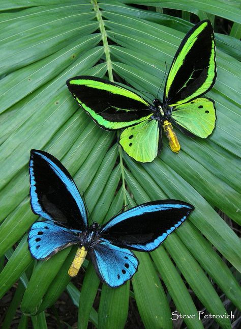 Papua Bird-wings [Male] - These butterflies have been farmed in Papua New Guinea. The green one is Ornithoptera priamus, and the blue is Ornithoptera urvillianus; by Wild-Jungleman Photo Papillon, On The Wings Of Love, Two Butterflies, Papillon Butterfly, Moth Caterpillar, Flying Flowers, Beautiful Bugs, Butterfly Pictures, Flying Insects