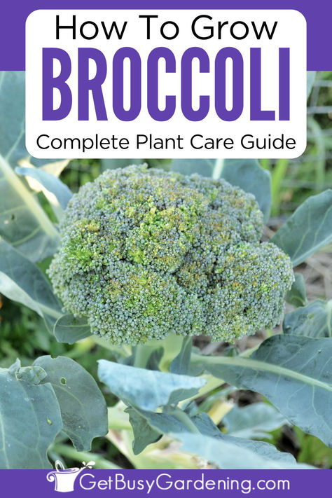 a large head of broccoli growing from the center step of a green plant When To Plant Broccoli, How To Grow Broccoli, Growing Sweet Corn, Grow Broccoli, Bee Yard, Crop Ideas, Growing Broccoli, Gardening Tricks, Plant Care Guide