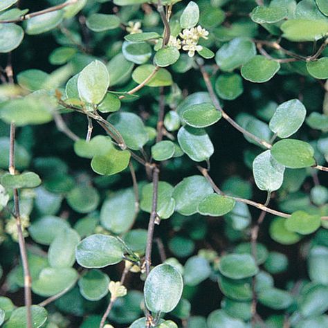 Small Leaf - Creeping Wire Vine - Muehlenbeckia axillaris, might be an interesting greenery- evergreen ground cover that takes heavy foot traffic, has fall foliage, and white berries in summer. Muehlenbeckia Axillaris, Wire Vine, White Plants, Proven Winners, Evergreen Plants, Big Leaves, Starter Plants, Favorite Flowers, Small Leaf