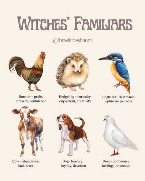 Animal Omens, Creator Of Your Own Reality, The Law Of Assumption, Spirit Signs, Witches Familiar, Law Of Assumption, Animal Spirit Guides, Wiccan Magic, Witch Spirituality