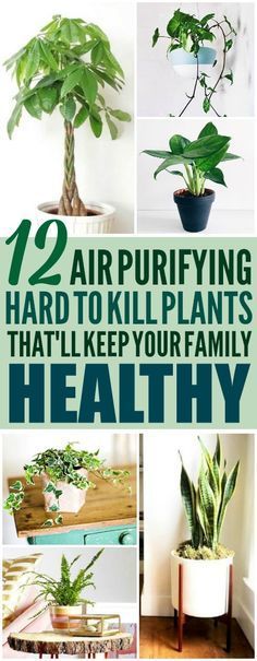 نباتات منزلية, Decor Ikea, Inside Plants, Air Purifying Plants, Air Purifying, Have Inspiration, Terraria, Low Maintenance Plants, Garden Care