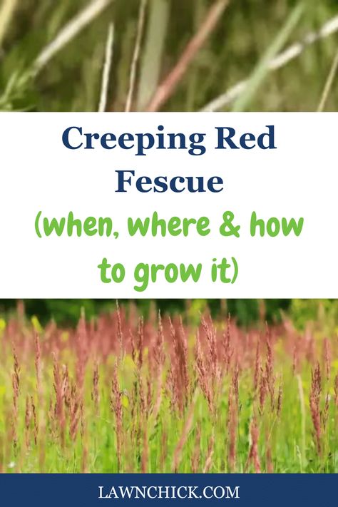 Creeping red fescue is a cool-season grass that you just might love on your lawn. It features a deep green color and fine blades. If you have a shady property, this grass should work well for you. One of the best things about creeping red fescue is how low-maintenance it is compared to many other turfgrasses. Learn everything you need to know about creeping red fescue and whether it's right for your property in this blog post. Lawn Grass Types, Grass Types, Fescue Grass, Jonathan Green, Tall Fescue, Deep Green Color, Lawn Fertilizer, Types Of Grass, Grass Type