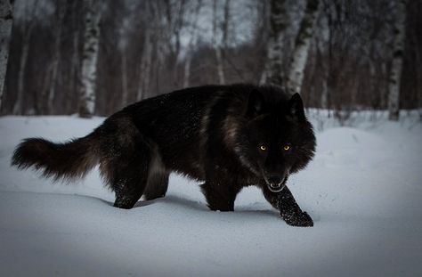 Its about Wolves that's basically it tho Timber Wolf, Black Wolf, Wallpaper 4k, Wallpapers, Iphone, Black