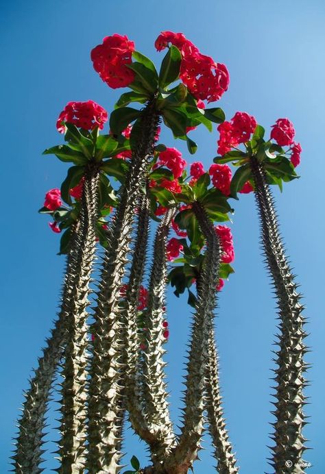 Crown of Thorns Crown Of Thorns Plant, Euphorbia Milii, نباتات منزلية, Unusual Plants, Cactus Flowers, Cactus Plant, Crown Of Thorns, Cactus Y Suculentas, Cactus Garden