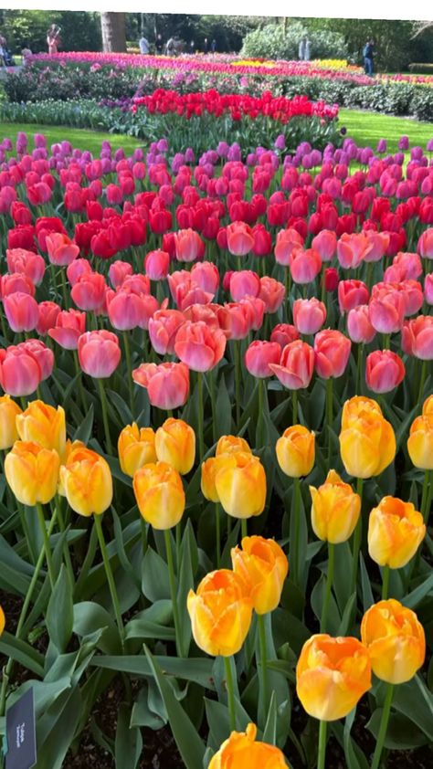 A insight of Keukenhof in South Holland Tulips In Holland, Holland Flower Fields, Tulip Field Netherland, Tulips Netherlands Fields, The Netherlands Tulip Fields, South Holland, Holland, Tulips, Planting Flowers