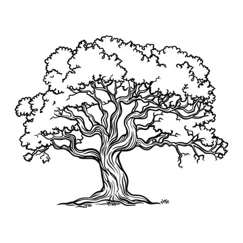 Sketch of oak tree. Black and white line art. Vintage tree logo isolated on background Oak Tree Drawing Sketch, Sakura Tree Drawing, Oak Tree Sketch, Simple Tree Drawing, Oak Drawing, Oak Tree Illustration, Line Art Tree, Tree Doodles, Oak Tree Art