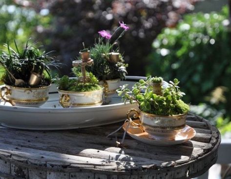 Adorable-Mini-Tea-Gardens Yea Cup, Faerie Party, Fairy Teacup Garden, Tea Cup Garden, Fairy Teacup, Tea Cups Diy, Fairy Garden Pots, Faerie Garden, Teacup Gardens