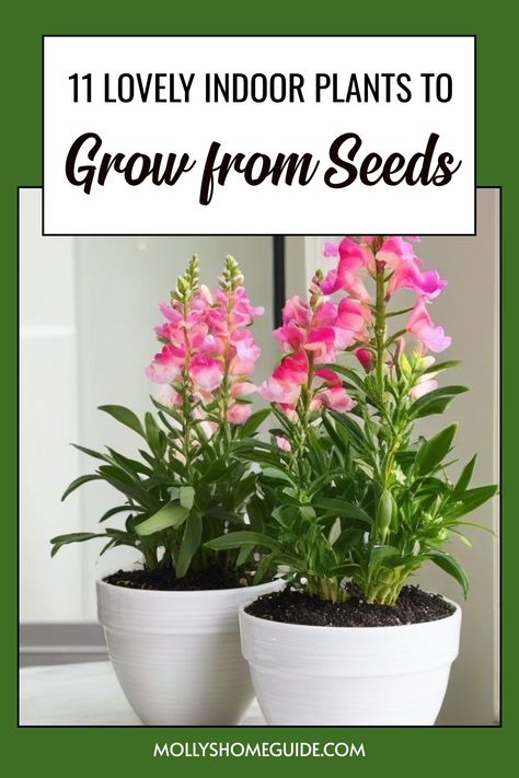 Discover the joy of growing your own indoor plants from seeds! Learn about the easiest plants to grow indoors, including fragrant herbs like mint and sage. Explore a variety of beautiful houseplants that you can easily cultivate from seed. Whether you're interested in colorful annual flowers or aromatic indoor herbs, this guide will help you get started on your indoor gardening journey. Find out how to successfully grow flower seeds and which plants make the best houseplants when grown from seed Planting Flower Seeds Indoors, Growing Flowers Indoors, Planting Flowers From Seeds, Plants To Grow Indoors, Easiest Plants To Grow, Plants From Seeds, Growing Plants From Seeds, Beautiful Houseplants, Indoor Herbs