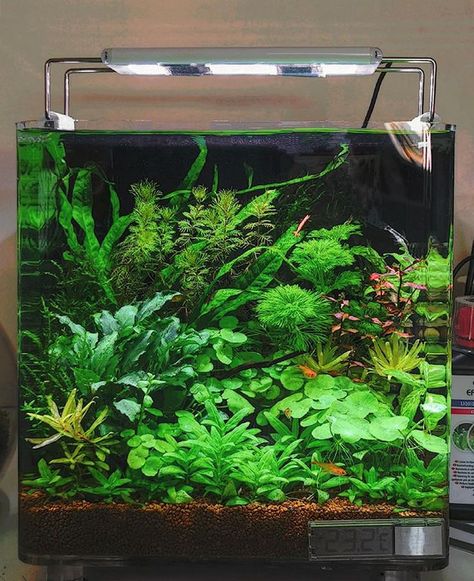 10 Gallon Fish Tank, Biotope Aquarium, Freshwater Aquarium Plants, Betta Fish Types, Fish Tank Terrarium, Cool Fish Tanks, Aquascape Design, Fish Tank Design, Betta Aquarium