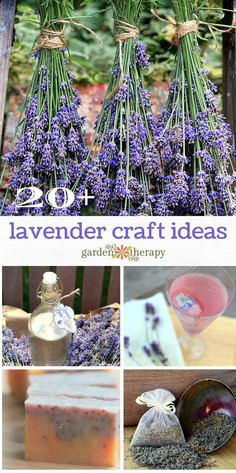 English Lavender Plant, Propagate Lavender, Harvesting Lavender, Dried Lavender Bunch, Lavender Uses, Lavender Plants, Lavender Crafts, Săpunuri Handmade, Lavender Recipes